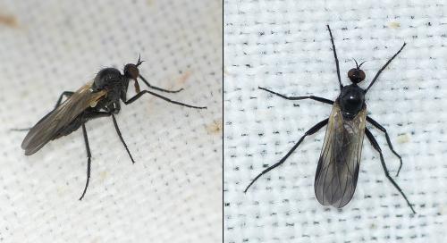 Réf. 196 888 : Rhamphomyia atra